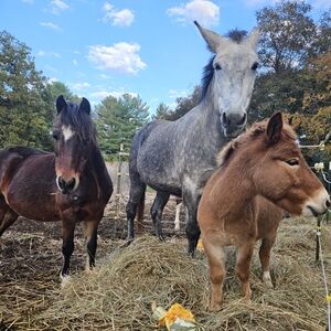 Western Wear & Cowboy Boots
